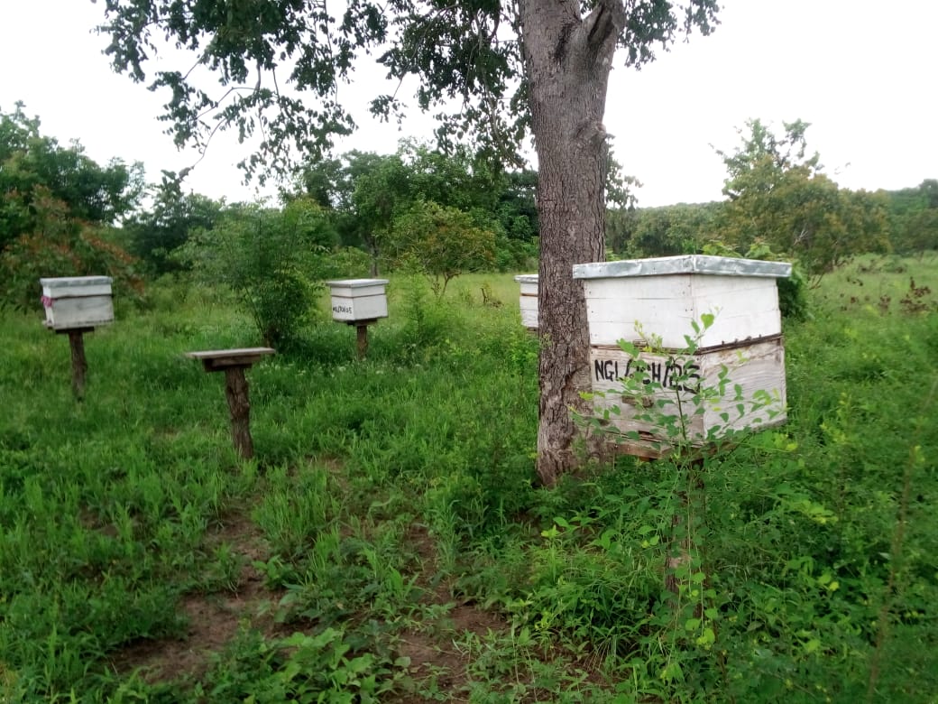Precious Honey gallery image